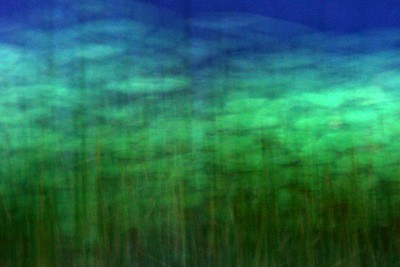 Water Lilly